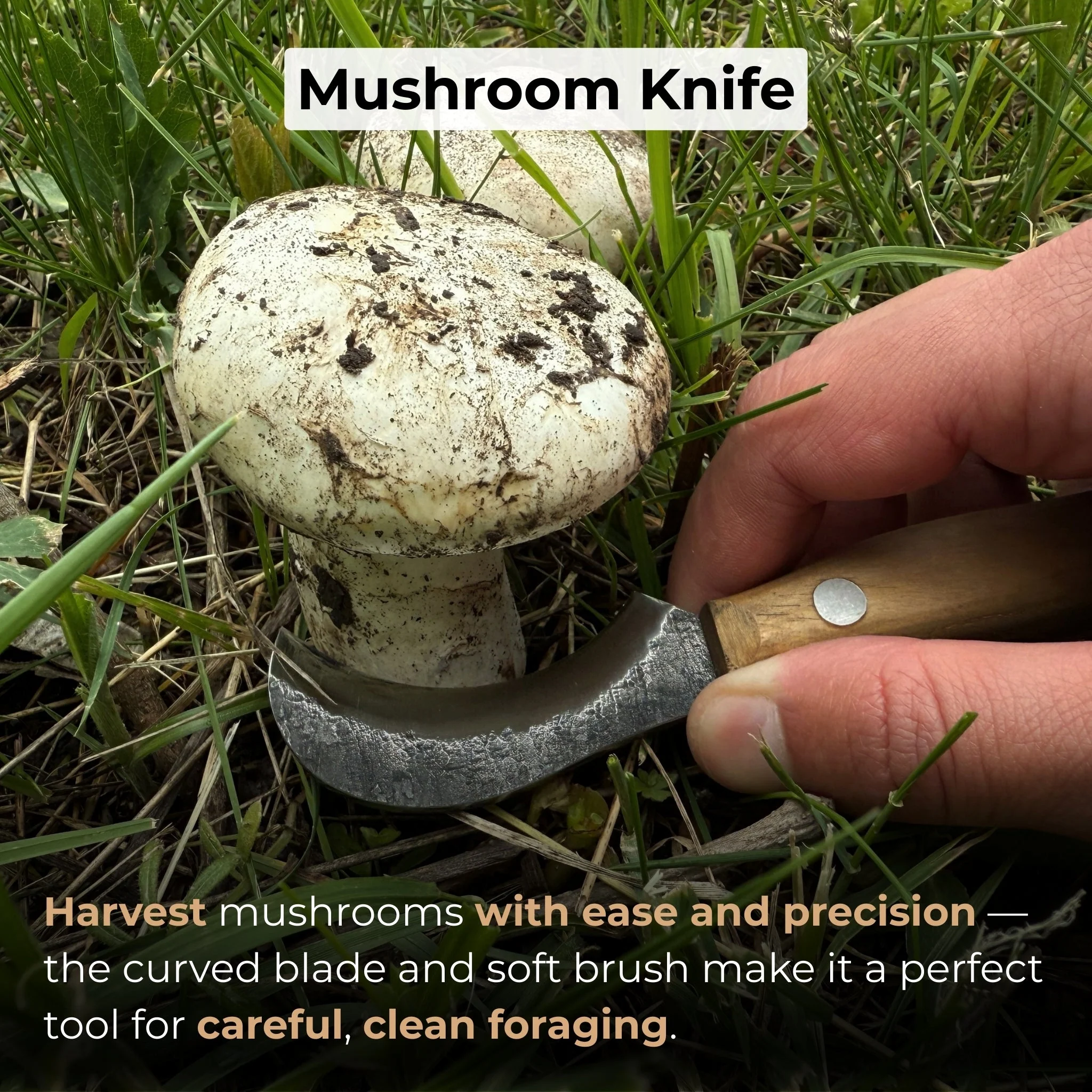 Mushroom Knife for Forest Walks, 6 cm (2.36 inches) - Image 7